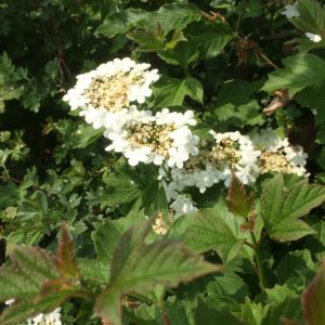 Mixed native instant hedge in flower