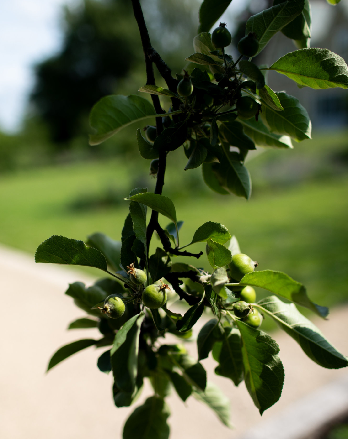 Garden Design Services Skipton