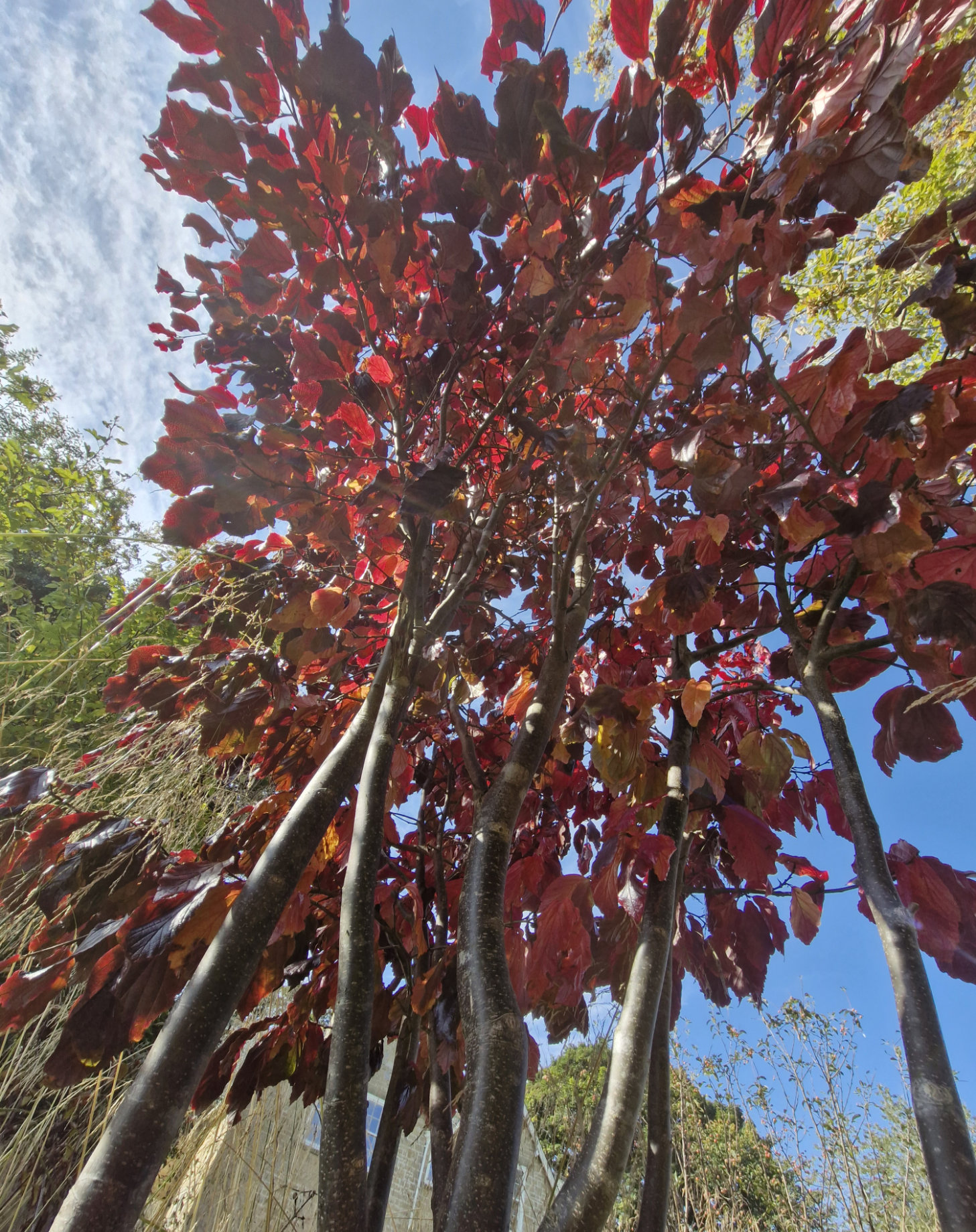 Garden Design Services